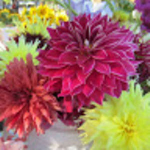 Meet your Posher, Meena